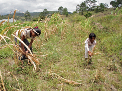 A pesar de su potencial para la agricultura y de ser un país megadiverso, las cifras de desnutrición en Guatemala siguen estando entre las más altas de América Latina. 