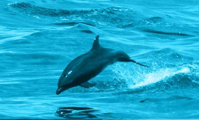 Delfín nariz de botella (Tursiops truncatus) tomada en el Océano Pacífico de Guatemala