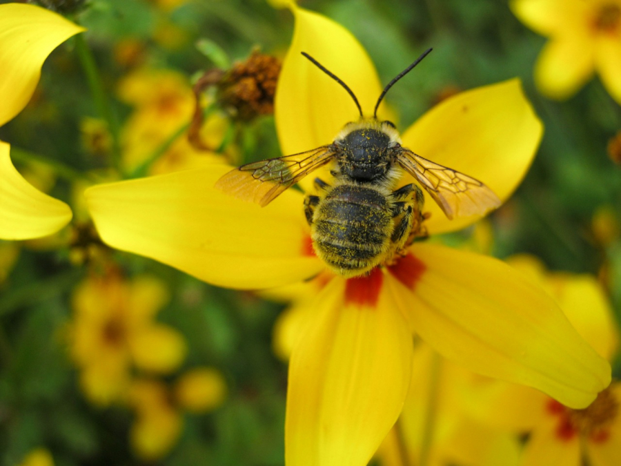 Abeja nativa de Guatemala, tribu Eucerini, conocida como abeja de antenas largas