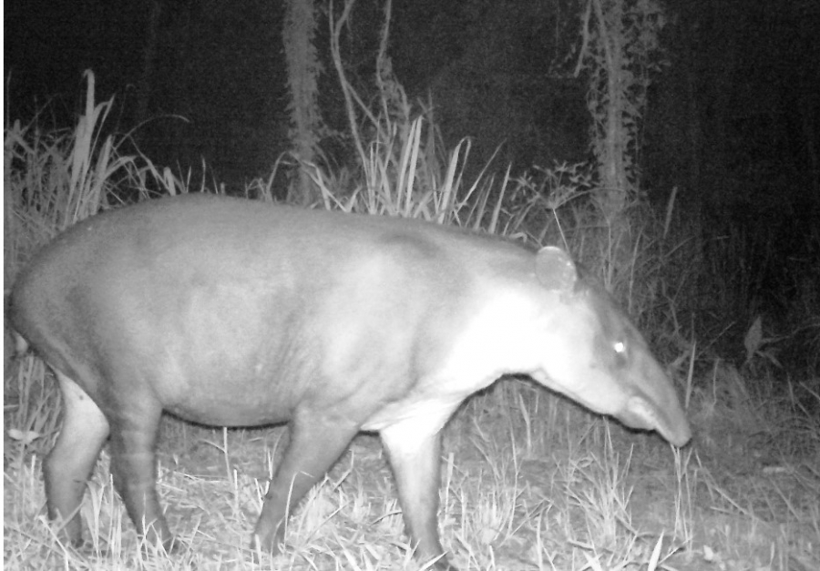 Figura 1. Fotografía de tapir (Tapirella bairdii) en su entorno natural en la Reserva de la Biosfera Maya, Petén, Guatemala