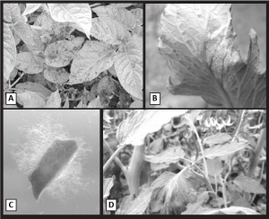 Síntomas de daño por Phytophthora infestans en plantas de papa y tomate. C Aislamiento de P.  infestans en medio de cultivo de arveja.