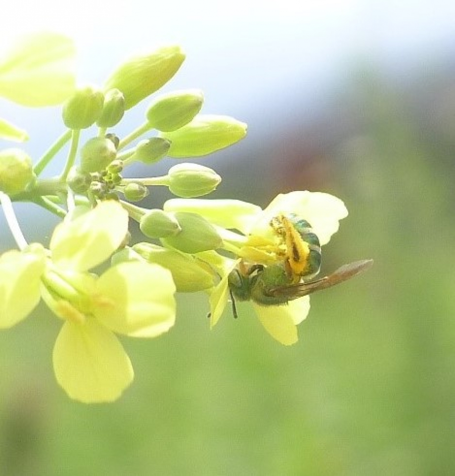 Abeja de la familia Halictidae, visitando una flor de Brassica 