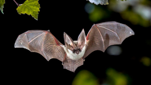 Algunos de los beneficios de los murciélagos a los ecosistemas como polinizadores y dispersores de semillas han sido recogidos en la literatura científica.  (Imagen con fines ilustrativos) 