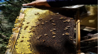 La subsistencia de las abejas dentro de un sistema de apicultura orgánica vinculado a la agroforestería, es el principal objetivo de esta investigación