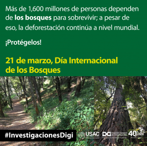 21 de marzo Día Internacional de los bosques
