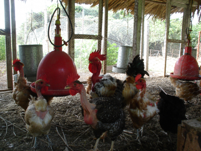 Los animales de traspatio constituyen alimento y una fuente de ingreso económico para muchas familias en el área rural del país. 