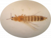 . Actualmente se han reportado aproximadamente 5,500 especies de trips.