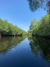 Bosque manglar, Monterrico,  Taxisco, Santa Rosa, Guatemala 