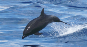 Delfin nariz de botella  (Tursiops truncatus) tomada en el Pacífico de Guatemala en junio de 2012